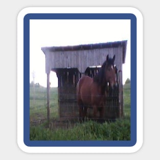 Amish Horse Picture Sticker